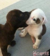Ⱥúŵkiss 