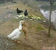 Խİ 